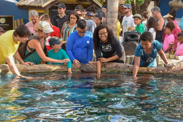 Gente acariciando tiburón nodriza en el tanque del Proyecto Tamar en Praia do F —  Fotos de Stock