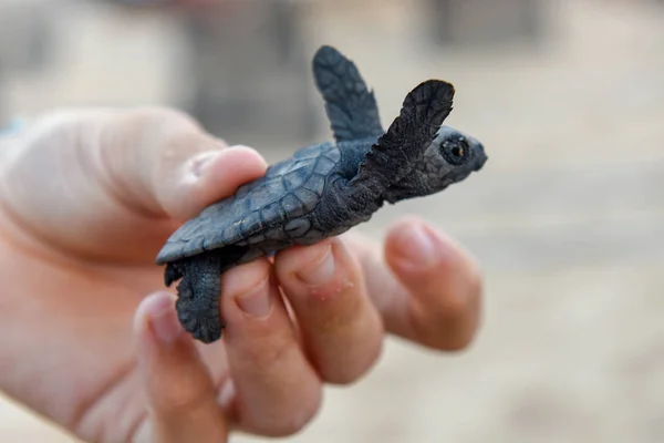 People observing baby turtles on Tamar project at Praia do Forte — Stock Photo, Image