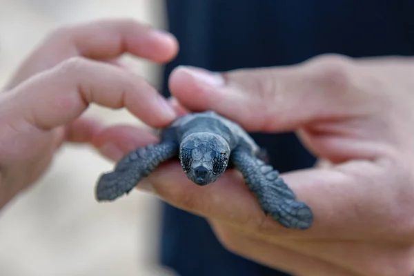 Persone che osservano le tartarughe neonate sul progetto Tamar a Praia do Forte — Foto Stock