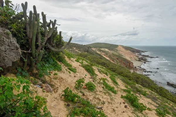 Cactus on the beach of Jericoacoara, Brazil — Stock Photo, Image