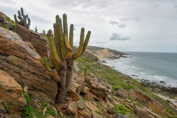 Kaktusy na pláži Jericoacoara, Brazílie — Stock fotografie