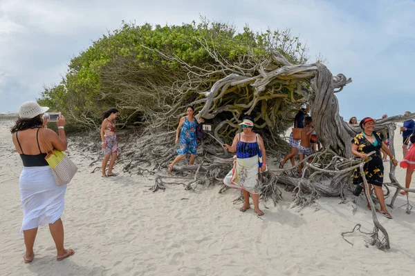 Personnes visitant l'arbre couché sur la plage de Jericoacoara sur B — Photo