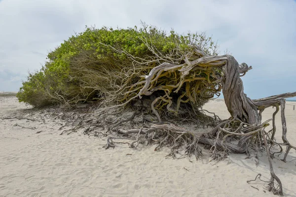 The lying tree on the beach of Jericoacoara, Brazil — Stock Photo, Image