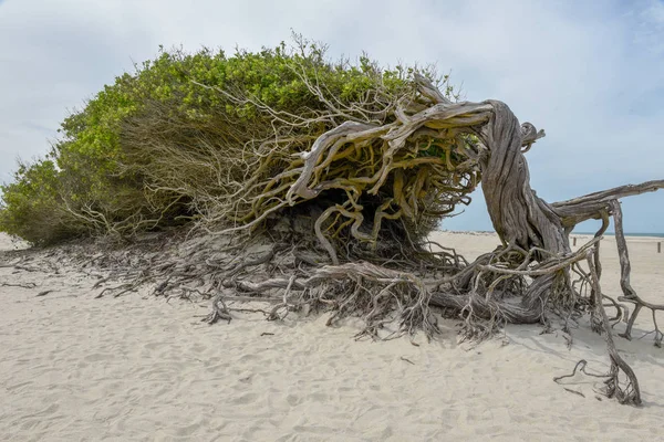 Drzewo leżącego na plaży Jericoacoara, Brazylia — Zdjęcie stockowe