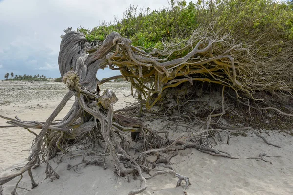 Drzewo leżącego na plaży Jericoacoara, Brazylia — Zdjęcie stockowe