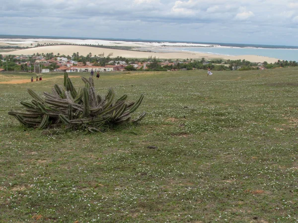 Krajobraz z kaktusem w: Jericoacoara — Zdjęcie stockowe