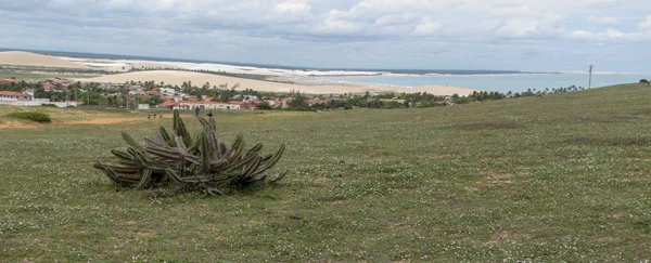 Пейзаж с кактусом в Jericoacoara, Бразилия — стоковое фото