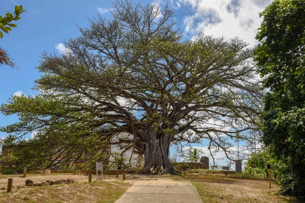 Gigante albero del castello Garcia D'Avila vicino Praia do Forte, Brasile — Foto Stock
