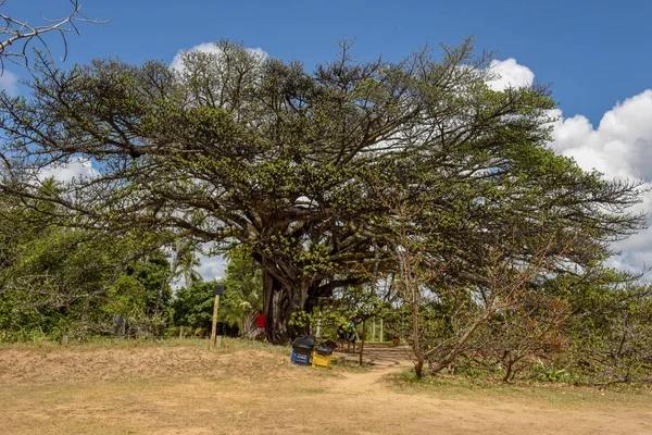 Gigante árvore do castelo Garcia D 'Avila perto da Praia do Forte, Brasil — Fotografia de Stock