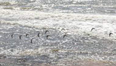 Bahia, Brezilya'daki Sauipe sahili