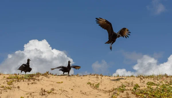 Manada de buitres leonados salvajes descansando en la playa de Sauipe, B —  Fotos de Stock