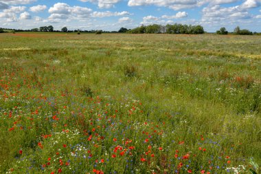 Yeşil bir çayırda renkli çiçekler, Danimarka