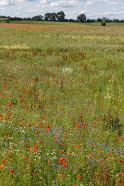 Yeşil bir çayırda renkli çiçekler, Danimarka
