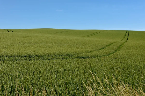 Prairie verte avec traces de tracteur sur le Danemark — Photo