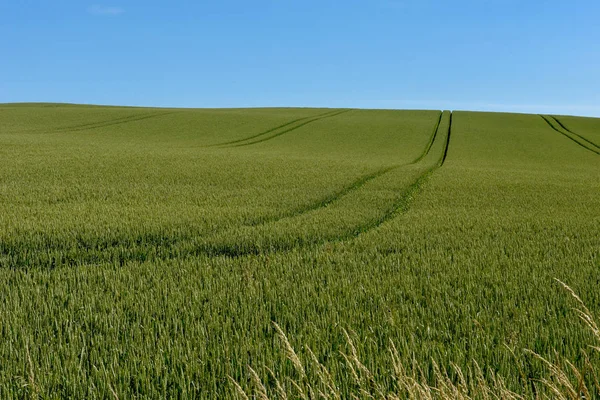 丹麦的绿色草地，有拖拉机的痕迹 — 图库照片