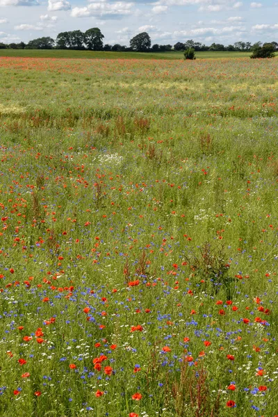 Fiori colorati su un prato verde, Danimarca — Foto Stock