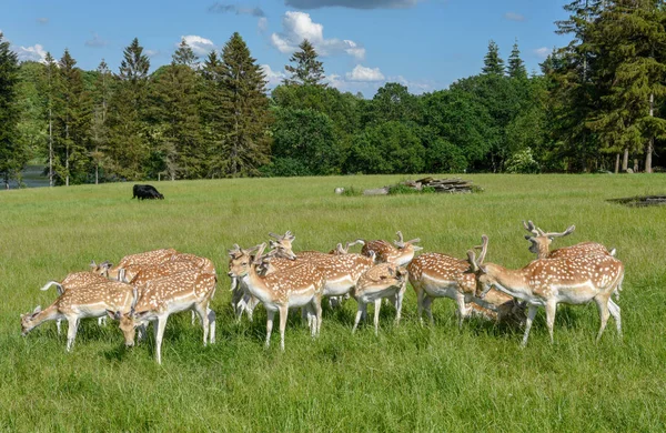 Gruppo di giovani cervi a Vestbirk in Danimarca — Foto Stock