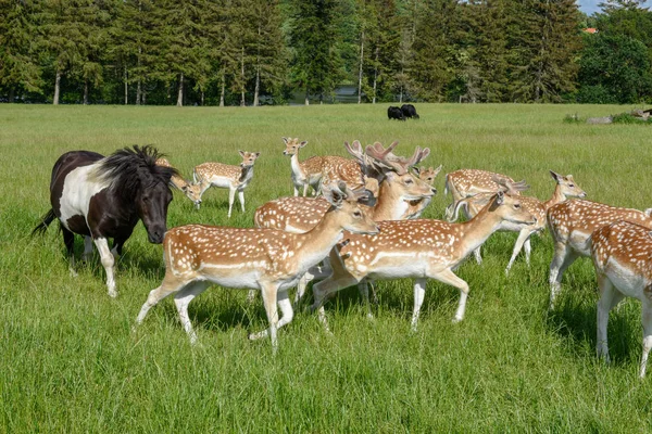 Skupina mladých jelenů a přeshodin ve Vestbirku v Dánsku — Stock fotografie