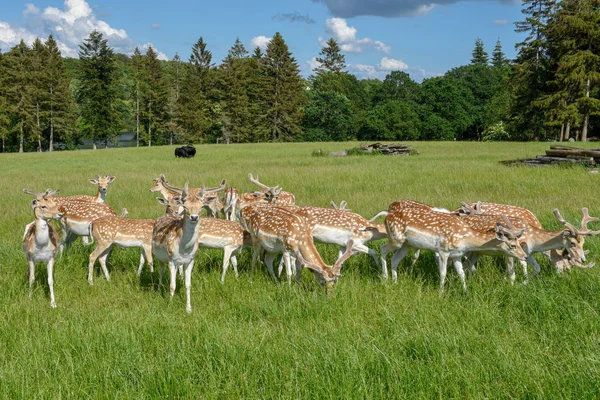 Skupina mladých jelenů ve Vestbirku v Dánsku — Stock fotografie