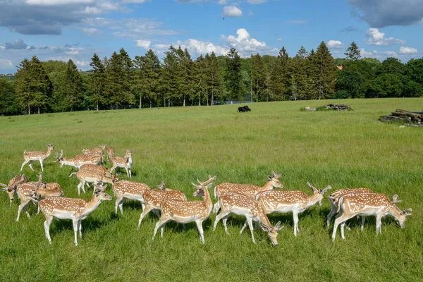 Gruppo di giovani cervi a Vestbirk in Danimarca — Foto Stock