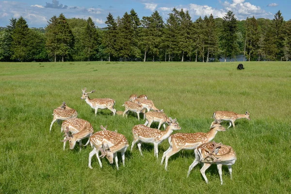 Skupina mladých jelenů ve Vestbirku v Dánsku — Stock fotografie