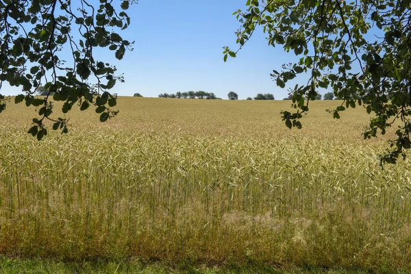 Campo de trigo y árboles en Dinamarca — Foto de Stock