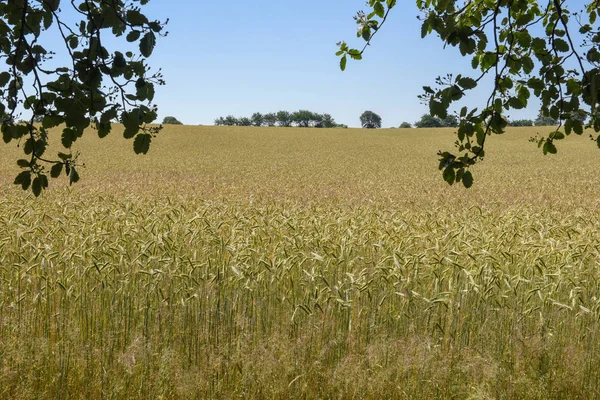 Campo di grano e alberi in Danimarca — Foto Stock