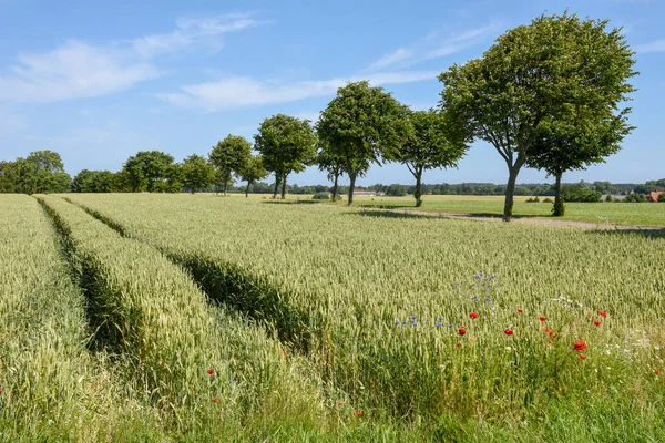 Χωράφι σιταριού και δέντρα στη Δανία — Φωτογραφία Αρχείου