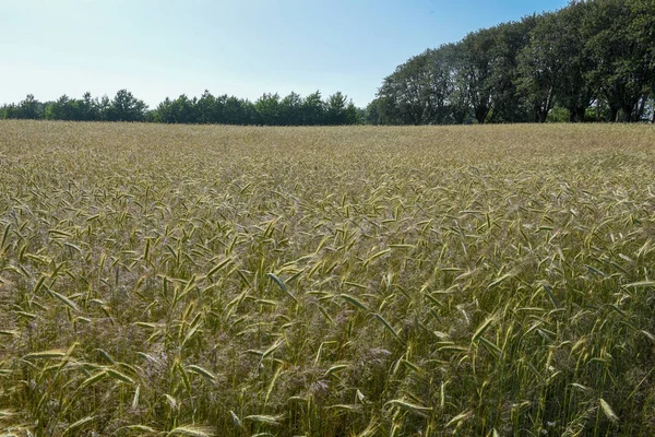 Campo di grano e alberi in Danimarca — Foto Stock