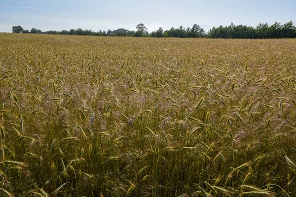 Weizenfeld und Bäume in Dänemark — Stockfoto