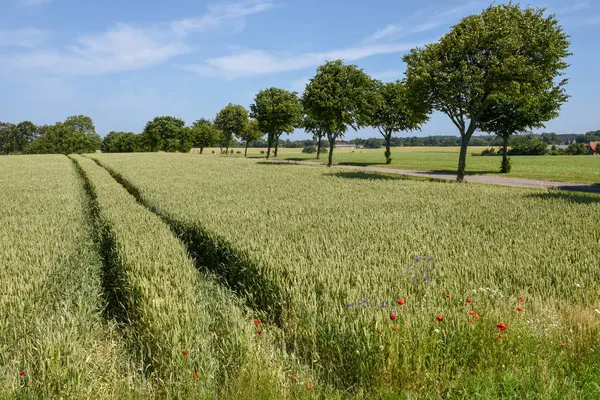 Vetefält och träd i Danmark — Stockfoto