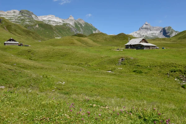 Tannen sobre Engelberg en los Alpes suizos — Foto de Stock
