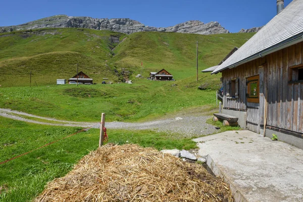 Tannen over Engelberg in de Zwitserse Alpen — Stockfoto