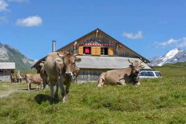 Αγελάδες που βοσκούν στο Melchsee-Frutt στις Ελβετικές Άλπεις — Φωτογραφία Αρχείου