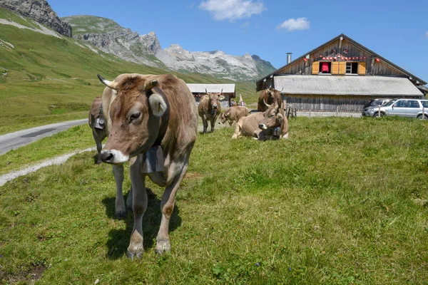 在瑞士阿尔卑斯山的梅尔奇西-弗鲁特放牧奶牛 — 图库照片
