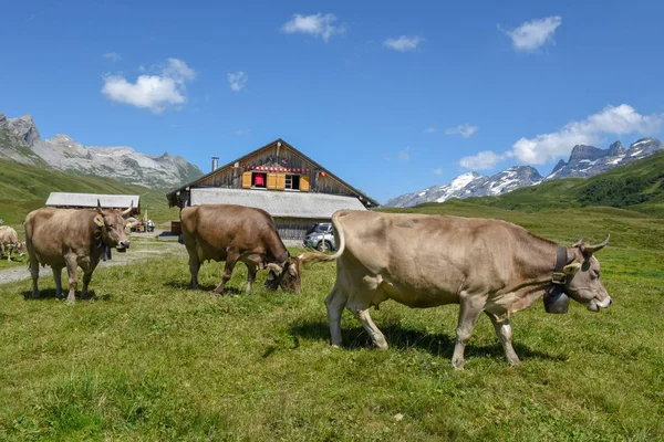 Vacas pastando en Melchsee-Frutt en los Alpes suizos — Foto de Stock