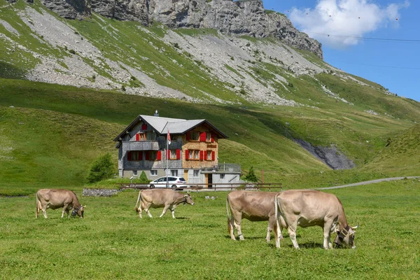 Vacche al pascolo a Melchsee-Frutt nelle Alpi svizzere — Foto Stock