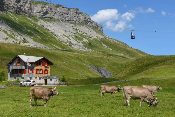 Выпас коров в Мельхси-Фрутт в швейцарских Альпах — стоковое фото