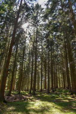 Danimarka 'nın Gribskov kentindeki orman yapraklarından süzülen güneş ışınları