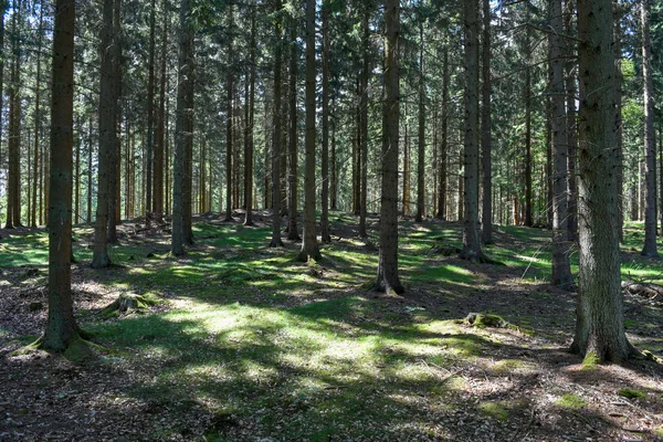 阳光透过丹麦格里布斯科夫的森林树叶过滤 — 图库照片