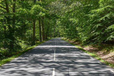 Ağaç, İsveççe Domsten 'e uzanan yol.