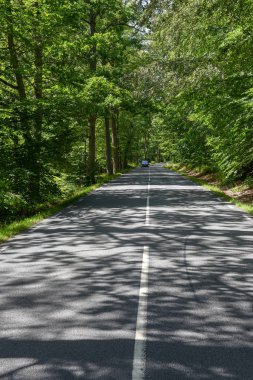 Ağaç, İsveççe Domsten 'e uzanan yol.