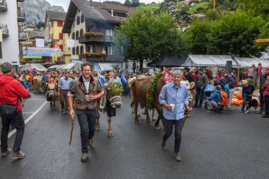 çiftçiler üzerinde yıllık yaylacılıktan engelb, inek sürüsü ile