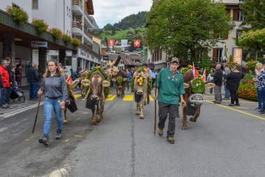 çiftçiler üzerinde yıllık yaylacılıktan engelb, inek sürüsü ile