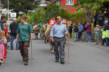 çiftçiler üzerinde yıllık yaylacılıktan engelb, inek sürüsü ile