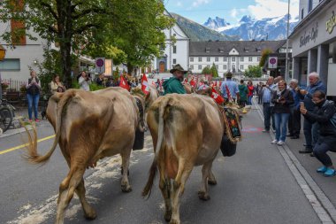 çiftçiler üzerinde yıllık yaylacılıktan engelb, inek sürüsü ile