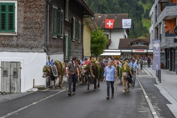 Agriculteurs avec un troupeau de vaches en transhumance annuelle à Engelb — Photo