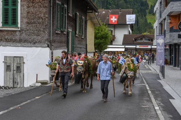 Agricoltori con una mandria di vacche in transumanza annuale a Engelb — Foto Stock