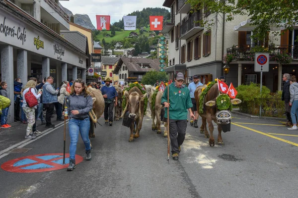 Agricoltori con una mandria di vacche in transumanza annuale a Engelb — Foto Stock