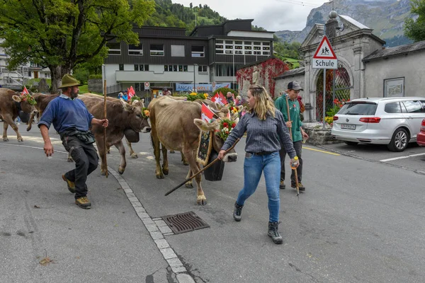 Jordbrukare med en flock kor på den årliga betesområden på engelb — Stockfoto